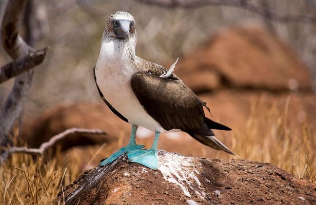 Day Trip to North Seymour Island from Puerto Ayora
