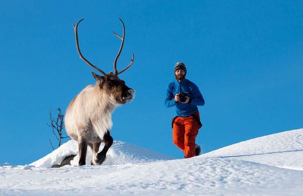 Arctic Nature Photography Sightseeing Tour from Tromso