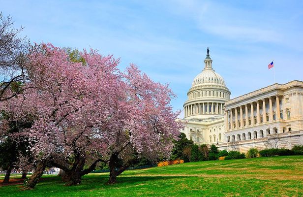 The DC Cherry Blossom Bus Tour with Tidal Basin Guided Walk