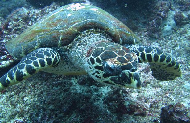 Snorkelling in Padang Bai