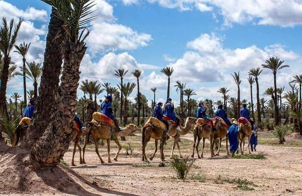 Camel ride in Marrakech palm grove