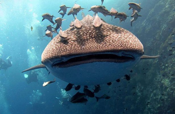 Koh Samui 2-Dive Trip to Sail Rock for certified divers