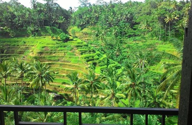 Monkey Forest, Ubud, Waterfall and Rice Terrace