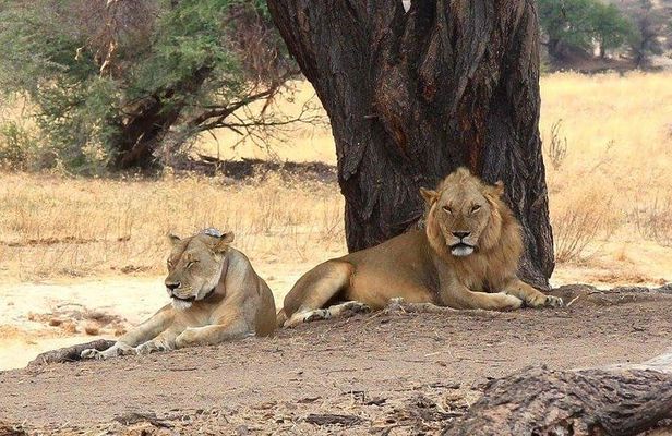 Selous Game Reserve Road Trip- Boat Safari, Game Drive And Walk Safari
