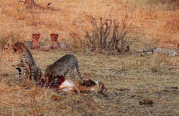 Ruaha National Park And Mikumi National Park Budget Safari 6 Days 5 Nights 