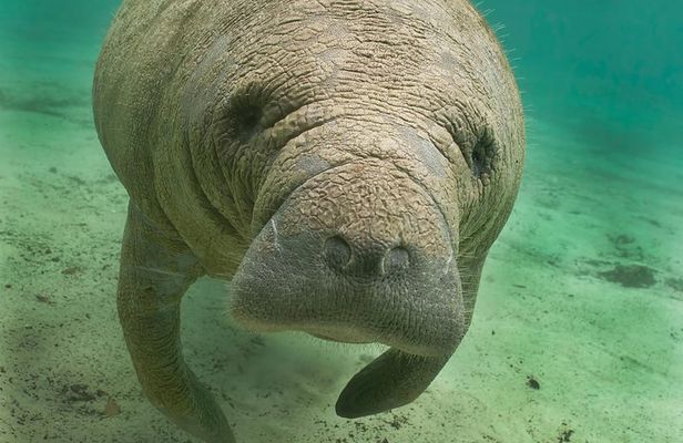 Manatee Sightseeing and Wildlife Boat Tour