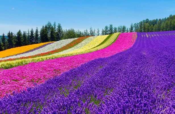 Furano & Biei Customised Private Day Tour (Up to 8 Pax/11 Hours)