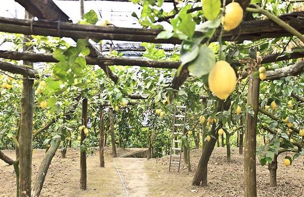 Sorrento Farm by Tuk Tuk: Cheese, Limoncello & Hands-On Pizza