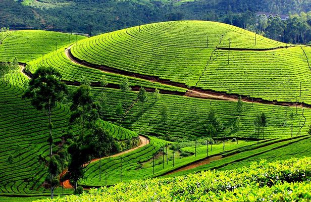 Private 7-Day Kerala Tour From Kochi With Aleppey Houseboat Cruise
