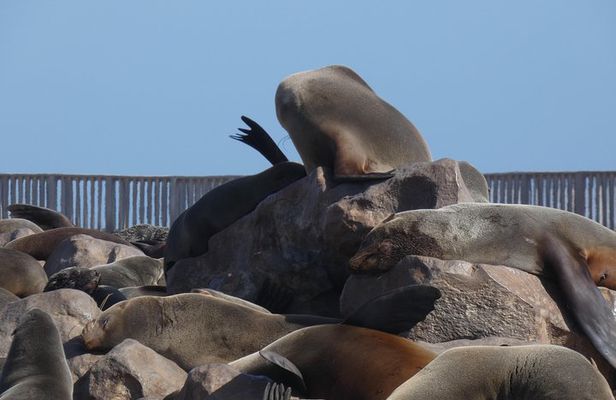 Swakopmund Cape Cross seal colony Day Tours