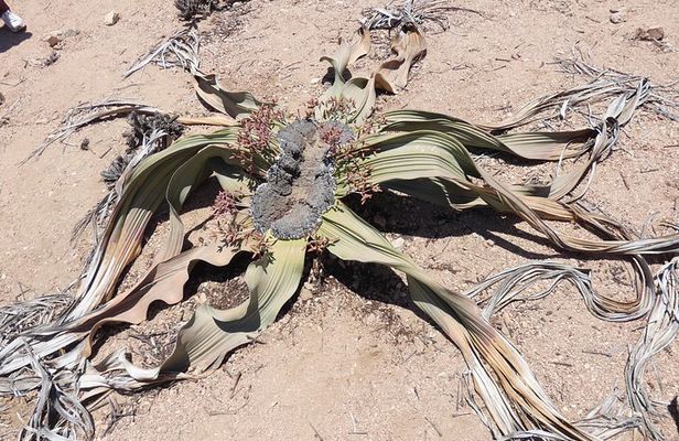 Walwitschia Plan Moonlandscape &Namib Desert Explorer Day Tour