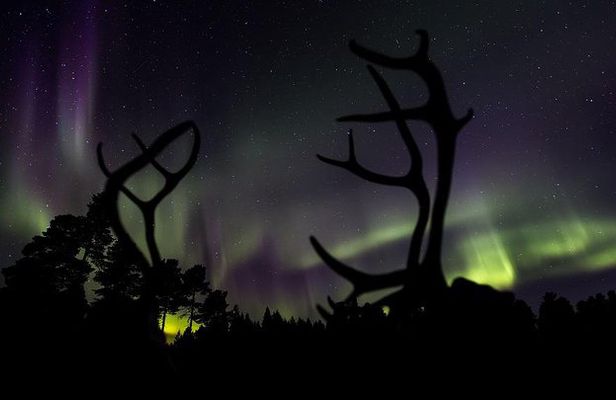 Small-Group Night of Reindeer and Northern Lights
