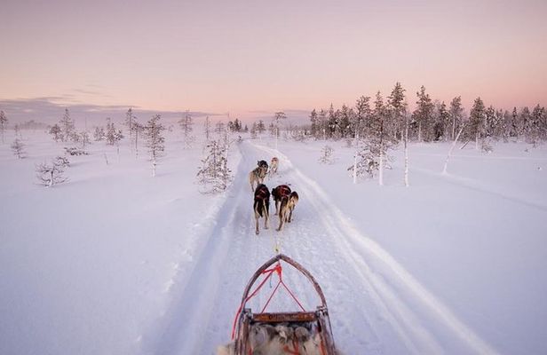 Ice Fishing and Husky