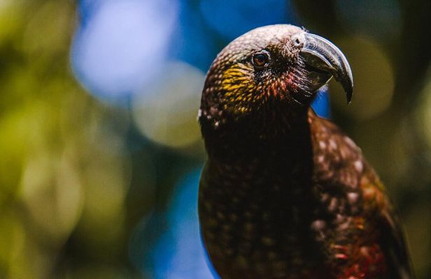 Sanctuary Mountain (Mt Maungatautari) & Hamilton Gardens Day trip from Auckland