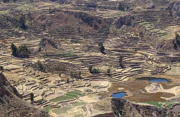 Private Colca Full-Day Tour from Arequipa