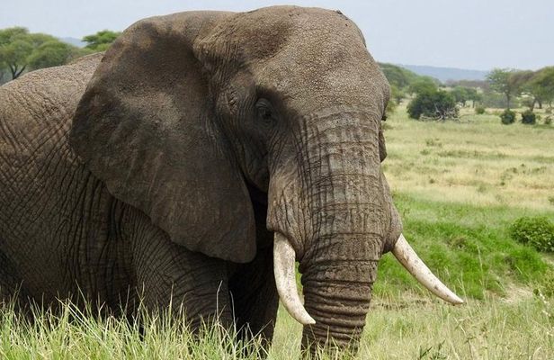 Tarangire day Trip from Arusha