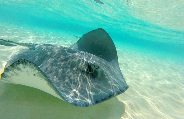 Stingray City, Snorkeling, & StarFish Adventure