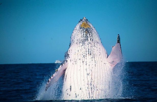 Whale Watching Cruise from Mooloolaba