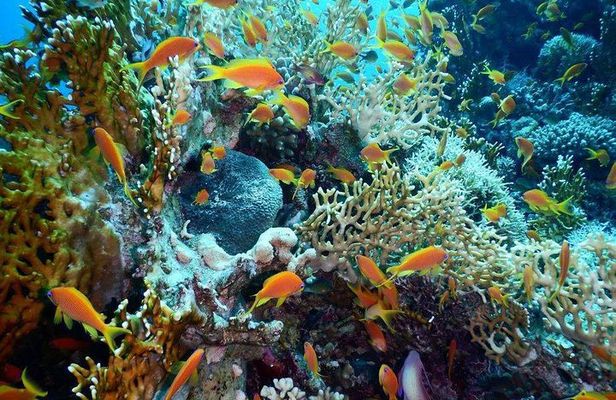 Red Sea Diving Trip from Hurghada: Beginner to Advanced Divers
