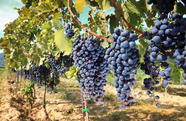 Chianti Half-day Wine Tour in the Tuscan's Hills from Pisa