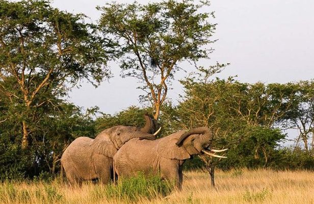 5-Day Pearl of Africa Chimps and Gorilla Trekking Safari