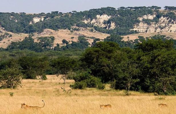 7-Day Customized Safari Tour and Gorilla Trekking in Uganda