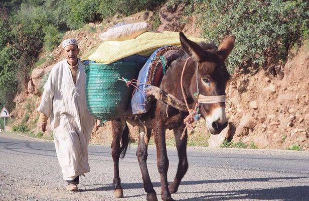 Private Half-day Trip To Ourika Valley From Marrakech Including Camel Ride 