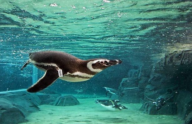 Skip the Line: Aquarium of the Pacific General Admission Ticket