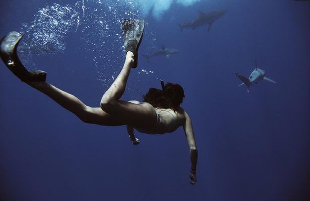 Swim with Sharks Cage-Free from Oahu