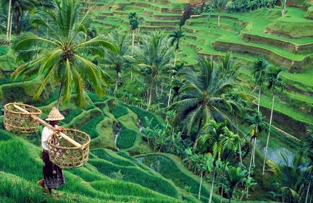 All inclusive Ubud private tour