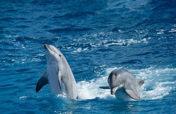 Overnight Snorkeling Trip At Satayh Dolphin Reef From Marsa alam
