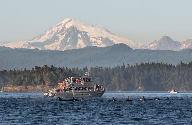 Guaranteed Whale Watching Tour