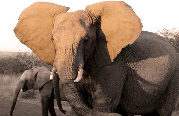 Fully inclusive Pilanesberg safari from Johannesburg