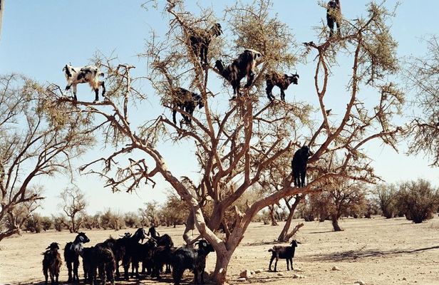 Goats on the Tree Trip in Agadir