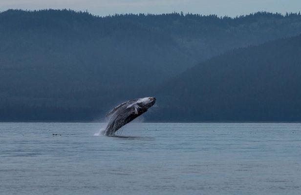 Hoonah Whale Tours