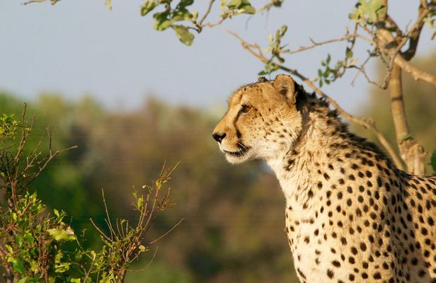 4 days Kruger Park Big 5 Safari and Awesome Panorama Route