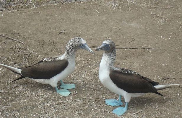 Galapagos Enchanting 3 Islands (5 Days)