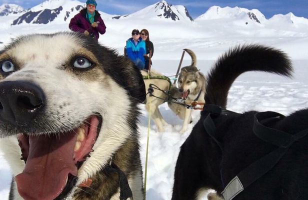 Alaska Helicopter and Glacier Dogsled Tour - ANCHORAGE AREA