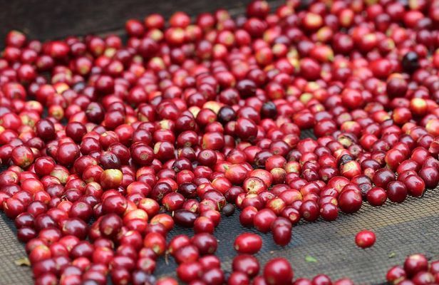 Specialty Coffee 101, History - Processing - Professional Cupping and More!