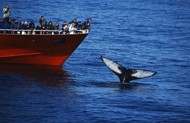 The Original Classic Whale Watching from Reykjavik