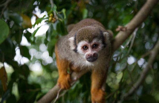 Monkeyland and Zipline Adventure from Puerto Plata