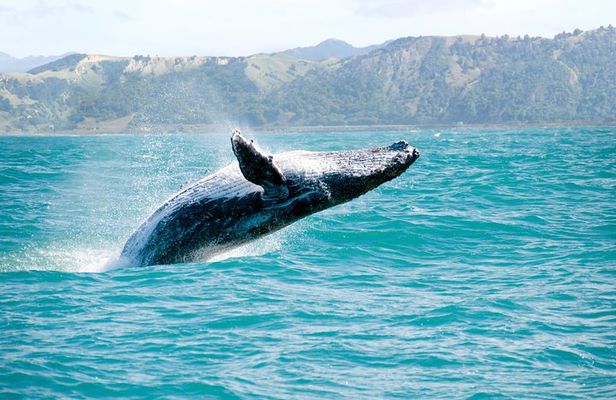 Whale Watching and Bacardi Island day trip from Punta Cana