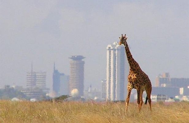 Day Tour Nairobi National Park