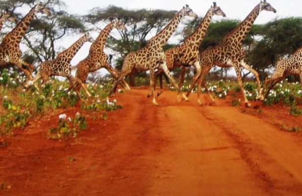 Naivasha Full Day Safari
