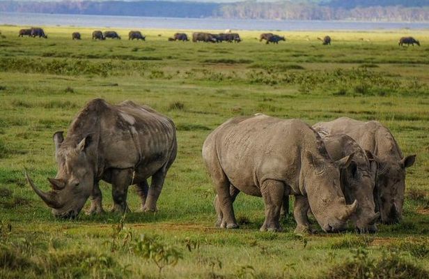 Lake Nakuru National Park Full Day