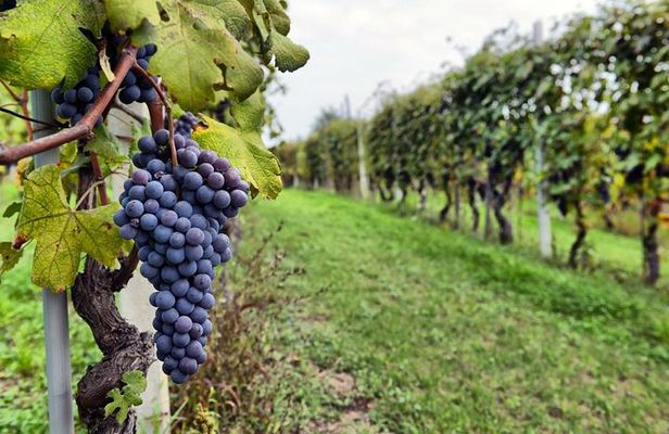 Sonoma Wine Tour with 2 Tastings Included Small-Group Half Day