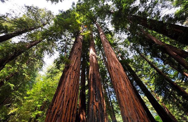 Muir Woods and Sausalito Afternoon Tour Small-Group Half-Day