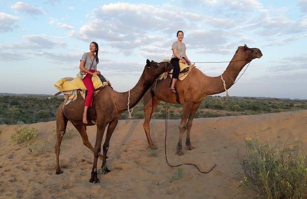 Camel Safari Experience With Locals