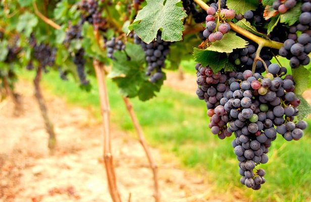 San Francisco Shore Excursion: Napa & Sonoma Ultimate Wine Tour