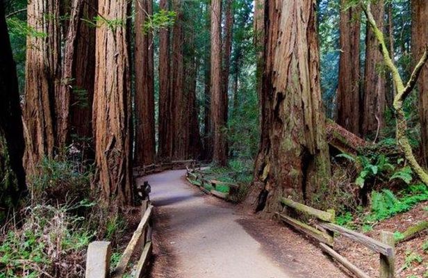 San Francisco: Coastal Redwoods Tour and Hop-on Hop-off Bus Tour